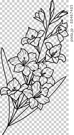 Gladiolus Botanical Illustration  Png Download  Gladiolus Flower Tattoo  Transparent Png  vhv