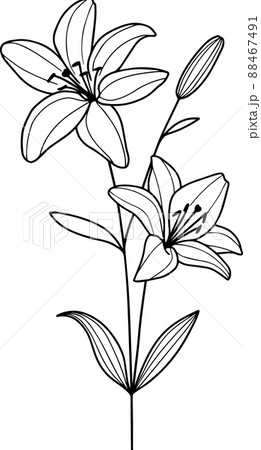 Lily - May birth flower line illustration - Stock Illustration