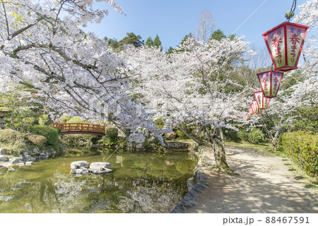 打吹公園の満開の桜(鳥取県倉吉市) 打吹公園の満開の桜(鳥取県倉吉市) 88467591