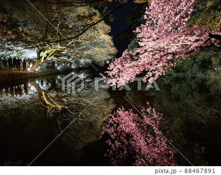 水面に映る夜桜　栗林公園春のライトアップ2022 88467891