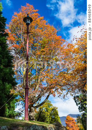 ニュージーランド　クイーンズタウンのワカティプ湖の岬にあるクイーンズタウン・ガーデンズの秋の紅葉 88468049