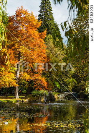 ニュージーランド クイーンズタウンのワカティプ湖の岬にあるクイーンズタウン・ガーデンズの秋の紅葉 ニュージーランド クイーンズタウンのワカティプ湖の岬にあるクイーンズタウン・ガーデンズの秋の紅葉 88468055
