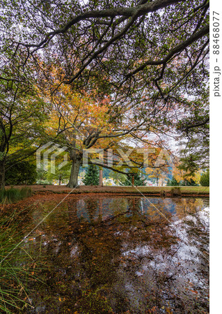 ニュージーランド クイーンズタウンのクイーンズタウン・ガーデンズの紅葉と落ち葉で浮かぶ池 ニュージーランド クイーンズタウンのクイーンズタウン・ガーデンズの紅葉と落ち葉で浮かぶ池 88468077