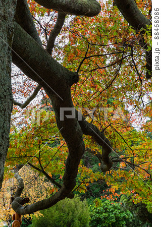 ニュージーランド クイーンズタウンのワカティプ湖の岬にあるクイーンズタウン・ガーデンズの秋の紅葉 ニュージーランド クイーンズタウンのワカティプ湖の岬にあるクイーンズタウン・ガーデンズの秋の紅葉 88468086