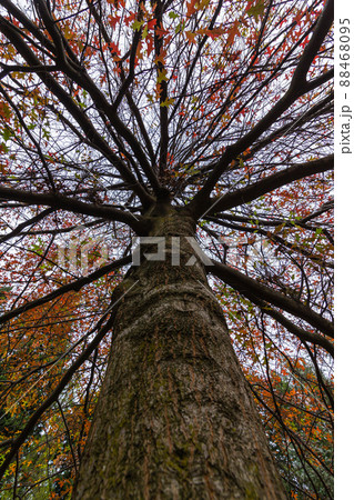 ニュージーランド　クイーンズタウンのワカティプ湖の岬にあるクイーンズタウン・ガーデンズの秋の紅葉 88468095