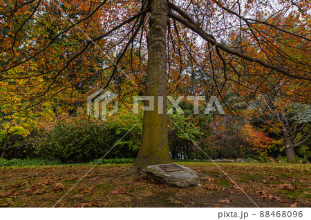 ニュージーランド　クイーンズタウンのワカティプ湖の岬にあるクイーンズタウン・ガーデンズの秋の紅葉 88468096