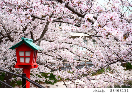桜に覆われた赤色の灯籠 88468151