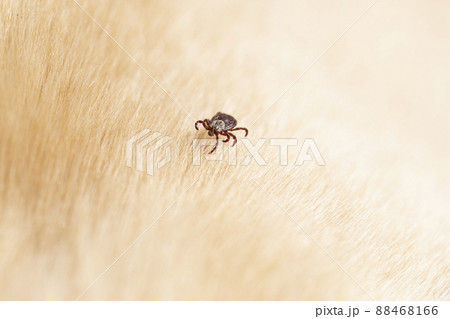 Tick arachnid parasite insect macro. Copy space. 88468166