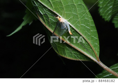 フタスジモンカゲロウ フタスジモンカゲロウ 88468182