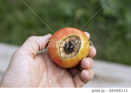 red tomato with spoiled top of brown rot 88468213