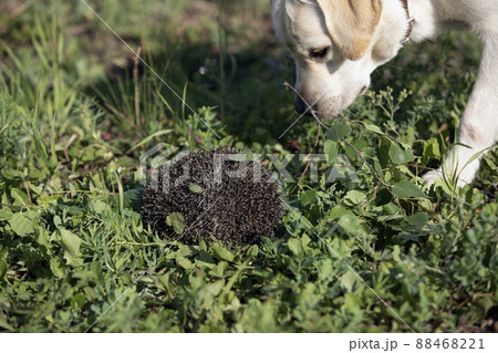 Dog sniffs hedgehog curled into ball Dog sniffs hedgehog curled into ball 88468221