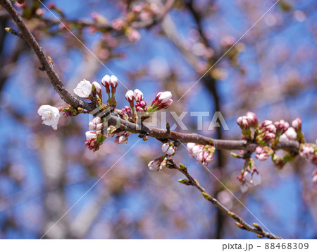 桜の枝 桜の枝 88468309