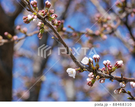 桜の枝 桜の枝 88468310
