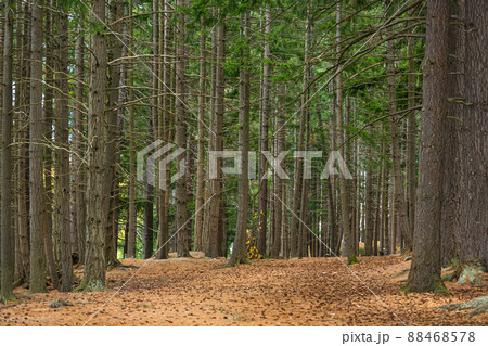ニュージーランド クイーンズタウンのワカティプ湖の岬にある植物園、クイーンズタウン・ガーデンズの林 ニュージーランド クイーンズタウンのワカティプ湖の岬にある植物園、クイーンズタウン・ガーデンズの林 88468578