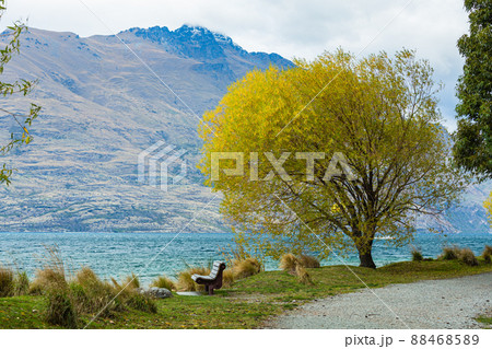 ニュージーランド 秋のクイーンズタウンのクイーンズタウン・ガーデンズの秋の紅葉で色づいた木々 ニュージーランド 秋のクイーンズタウンのクイーンズタウン・ガーデンズの秋の紅葉で色づいた木々 88468589