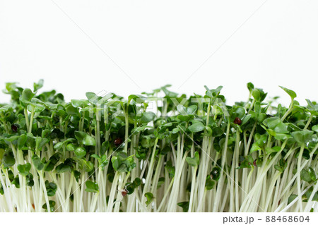 スーパーフード『ブロッコリースプラウト』（スルフォラファンが豊富に含まれる） 88468604