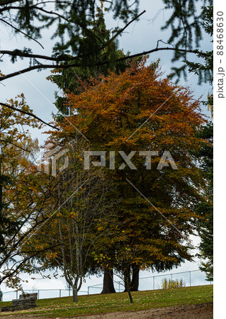 ニュージーランド 秋のクイーンズタウンのクイーンズタウン・ガーデンズの秋の紅葉で色づいた木 ニュージーランド 秋のクイーンズタウンのクイーンズタウン・ガーデンズの秋の紅葉で色づいた木 88468630