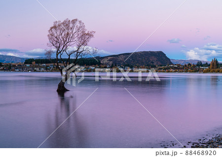 ニュージーランド オタゴ地方の夕暮れ時のワナカ湖内に立つワナカ・ツリー ニュージーランド オタゴ地方の夕暮れ時のワナカ湖内に立つワナカ・ツリー 88468920