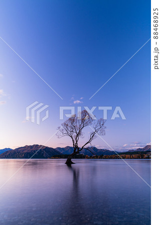 ニュージーランド　オタゴ地方の夕暮れ時のワナカ湖内に立つワナカ・ツリー 88468925