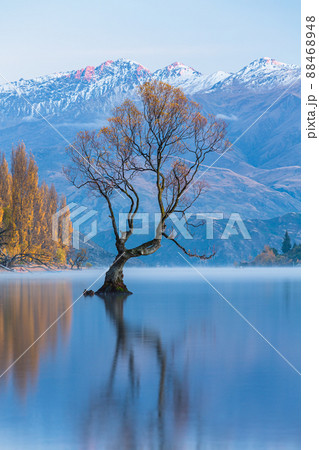 ニュージーランド　早朝のワナカ湖の紅葉と湖内に立つワナカ・ツリーと後ろに見える南アルプス山脈 88468948