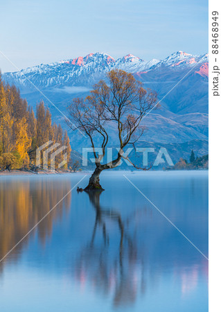 ニュージーランド　早朝のワナカ湖の紅葉と湖内に立つワナカ・ツリーと後ろに見える南アルプス山脈 88468949