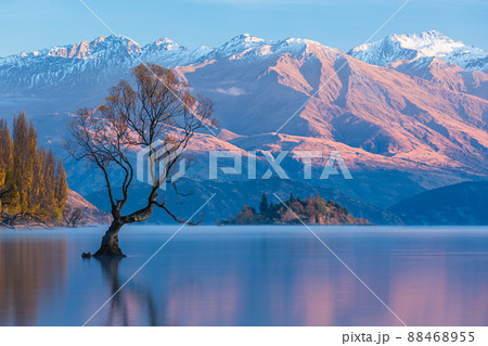 ニュージーランド　ワナカ湖の紅葉と湖内に立つワナカ・ツリーと後ろに見える朝陽で染まった南アルプス山脈 88468955