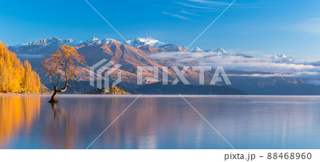 ニュージーランド ワナカ湖の湖畔の紅葉と湖内に立つワナカ・ツリーと朝陽で染まった南アルプス山脈 ニュージーランド ワナカ湖の湖畔の紅葉と湖内に立つワナカ・ツリーと朝陽で染まった南アルプス山脈 88468960
