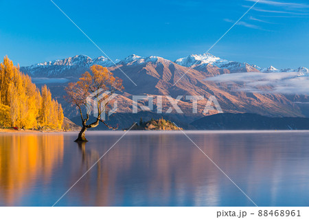ニュージーランド ワナカ湖の湖畔の紅葉と湖内に立つワナカ・ツリーと朝陽で染まった南アルプス山脈 ニュージーランド ワナカ湖の湖畔の紅葉と湖内に立つワナカ・ツリーと朝陽で染まった南アルプス山脈 88468961