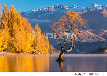 ニュージーランド ワナカ湖の湖畔の紅葉と湖内に立つワナカ・ツリーと朝陽で染まった南アルプス山脈 ニュージーランド ワナカ湖の湖畔の紅葉と湖内に立つワナカ・ツリーと朝陽で染まった南アルプス山脈 88468962