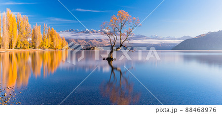 ニュージーランド　ワナカ湖の湖畔の紅葉と湖内に立つワナカ・ツリーと朝陽で染まった南アルプス山脈 88468976