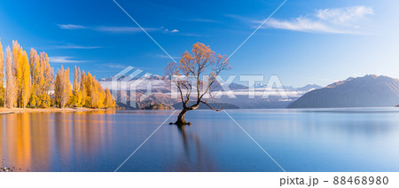 ニュージーランド ワナカ湖の湖畔の紅葉と湖内に立つワナカ・ツリーと朝陽で染まった南アルプス山脈 ニュージーランド ワナカ湖の湖畔の紅葉と湖内に立つワナカ・ツリーと朝陽で染まった南アルプス山脈 88468980