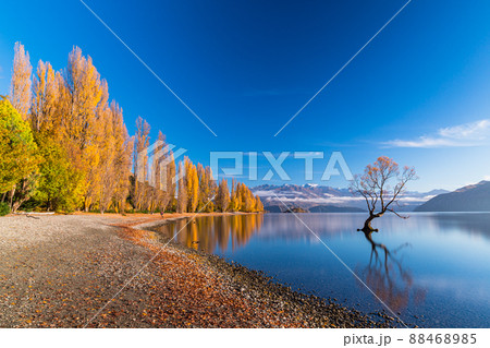 ニュージーランド　ワナカ湖の湖畔の紅葉と湖内に立つワナカ・ツリーと朝陽で染まった南アルプス山脈 88468985
