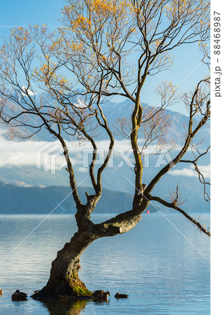 ニュージーランド　オタゴ地方のワナカ湖の湖内に立つワナカ・ツリー 88468987