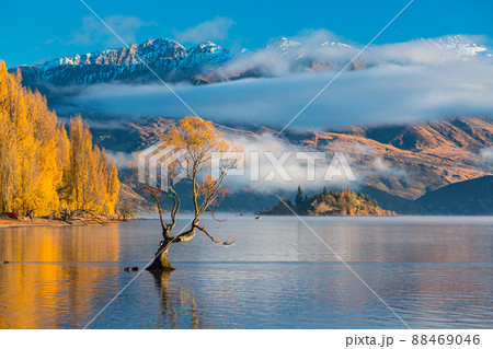 ニュージーランド　ワナカ湖の紅葉と湖内に立つワナカ・ツリーと朝陽で染まった南アルプス山脈 88469046