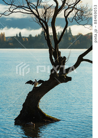 ニュージーランド オタゴ地方のワナカ湖の湖内に立つワナカ・ツリーと木にとまっている鳥 ニュージーランド オタゴ地方のワナカ湖の湖内に立つワナカ・ツリーと木にとまっている鳥 88469053