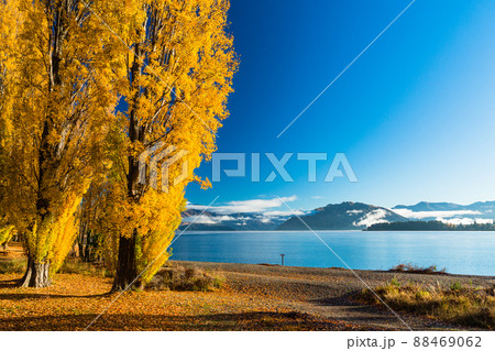 ニュージーランド 秋のオタゴ地方のワナカ湖の湖畔の紅葉で黄色に染まった木々 ニュージーランド 秋のオタゴ地方のワナカ湖の湖畔の紅葉で黄色に染まった木々 88469062