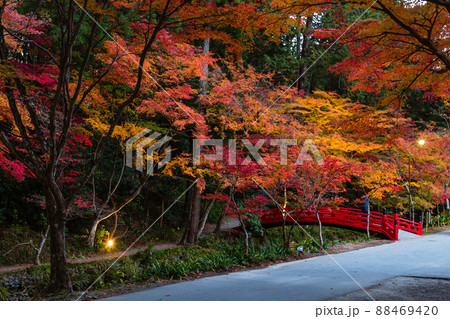 日本 静岡県周智郡森町、小國神社のライトアップされた紅葉 日本 静岡県周智郡森町、小國神社のライトアップされた紅葉 88469420