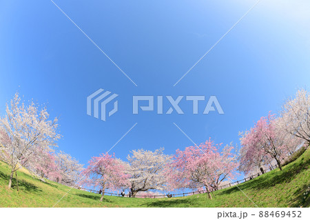 成田市さくらの山　千葉県成田市 88469452