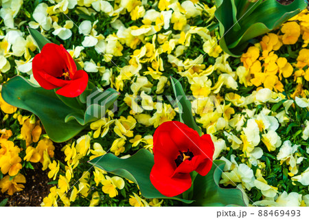 チュウリップの咲く公園 88469493