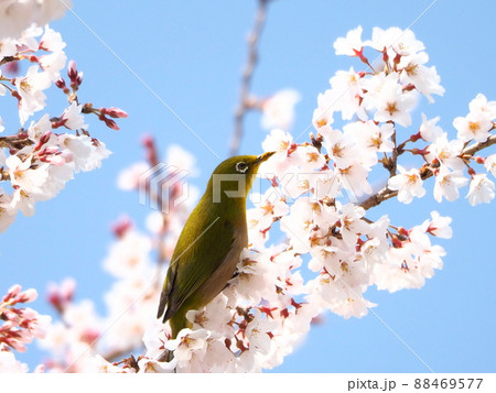 春の花と目白『和風イメージ』(京都) 春の花と目白『和風イメージ』(京都) 88469577