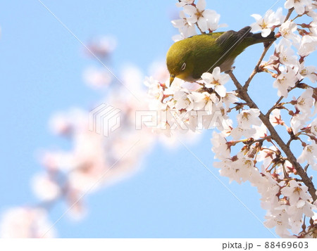 桜の花に止まる目白の鳥『和風イメージ』(京都) 桜の花に止まる目白の鳥『和風イメージ』(京都) 88469603