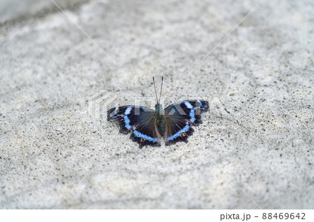 瑠璃色の模様が綺麗なルリタテハ 瑠璃色の模様が綺麗なルリタテハ 88469642