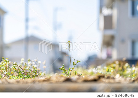 住宅街の空き地に芽吹く小さな草花 88469648