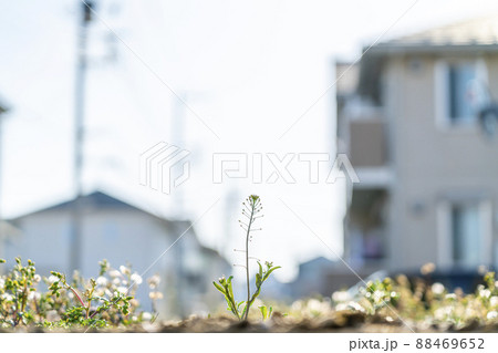住宅街の空き地に芽吹く小さな草花 住宅街の空き地に芽吹く小さな草花 88469652