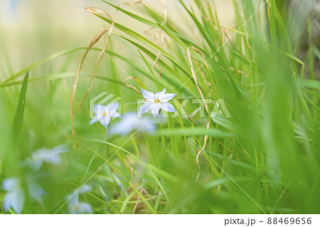 春に綺麗な花を咲かせるハナニラ 88469656