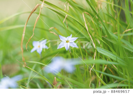 春に綺麗な花を咲かせるハナニラ 88469657