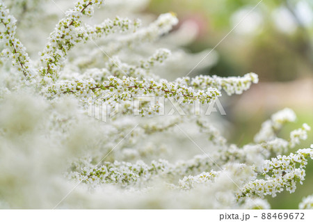 白く清楚な雰囲気のある満開のユキヤナギ 白く清楚な雰囲気のある満開のユキヤナギ 88469672