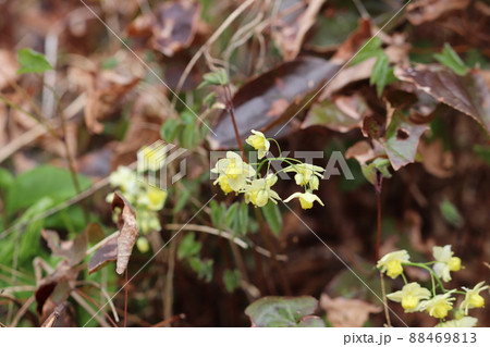 キバナイカリソウ 88469813