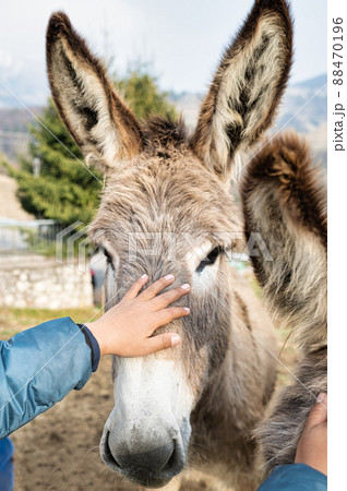 A child's hand caresses a donkey 88470196