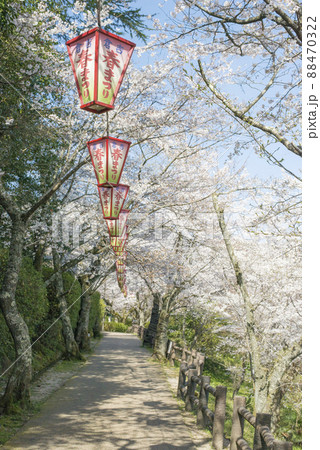 打吹公園の満開の桜（鳥取県倉吉市） 88470322